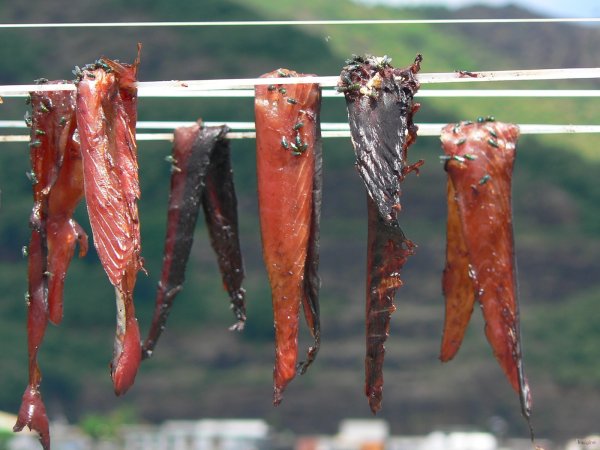26- Filets de thon sechant au soleil 